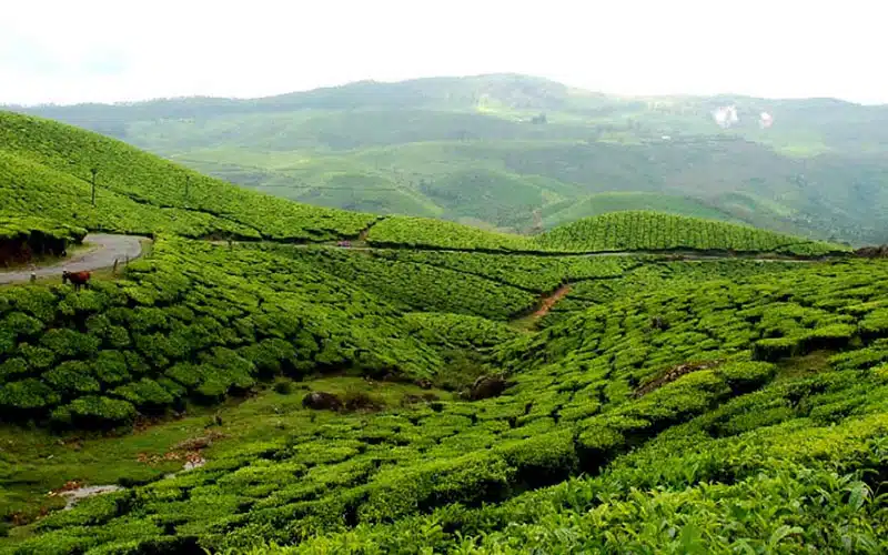 Madurai to Munnar tour package