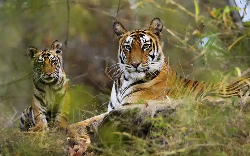 Madurai Munnar Thekkady tour package Madurai to Munnar to Thekkady tour package